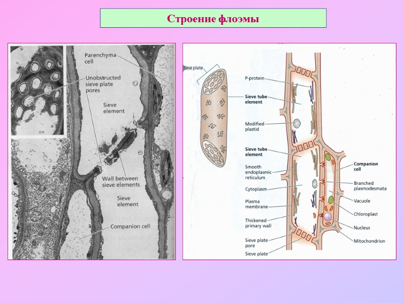 Строение флоэмы